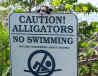 Lil Benny on top of alligator sign