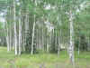 Millions of Aspen trees accidentally planted by Johnnie Aspenseed
