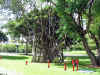 Large Banyan Tree showing how it grows reel funny