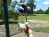 Sparky and Ty climbing swing chain