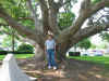 Jim standing in front of the big tree in Clearwater, Florida