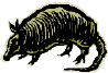 Drawing of an armadillo that looks a little like Antonio