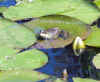 Picture of wild frog that lives in our pond 