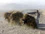 Reuters Picture of Donkeys hauling "Afghanistan Lumber"